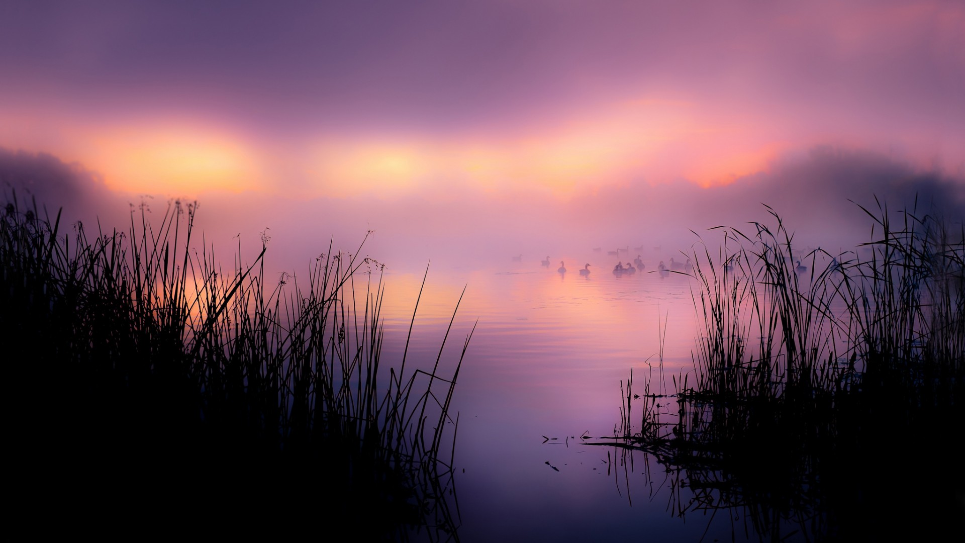 random_pic_url4