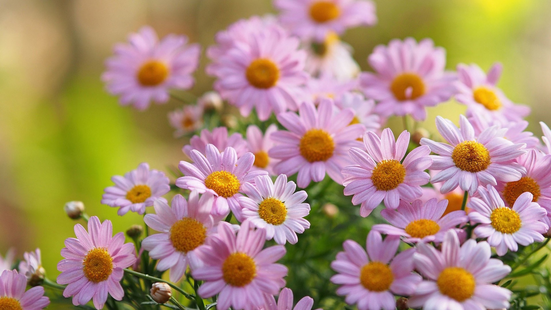random_pic_url4