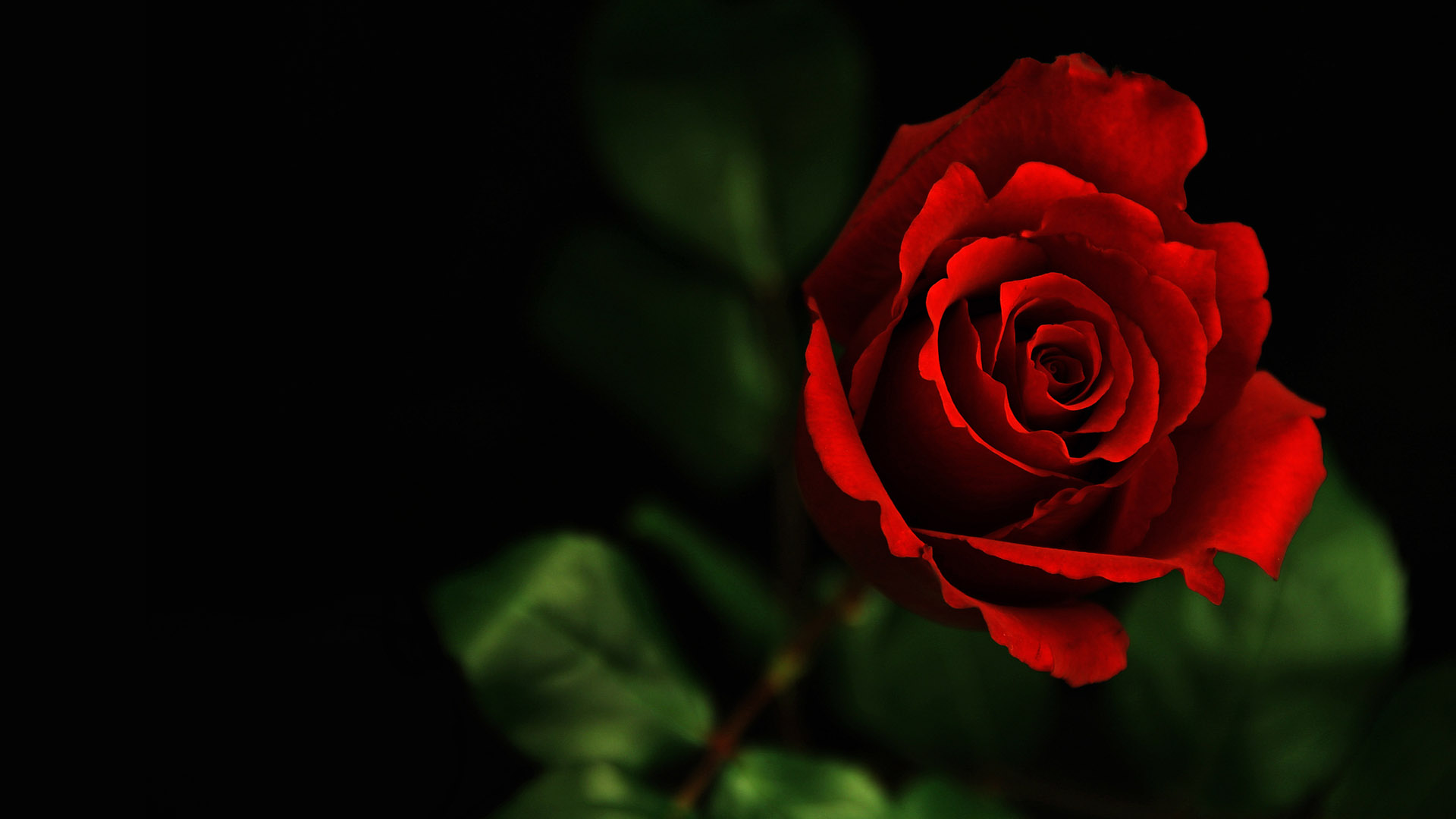 random_pic_url1